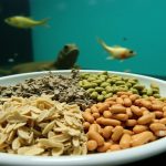 Photo related to the article Aquatic feed