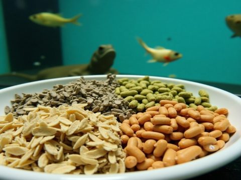 Photo related to the article Aquatic feed