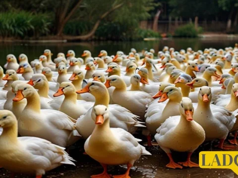 Photo from the duck feed article