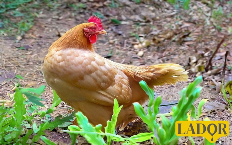 Photo from the article on the best broiler nutrition