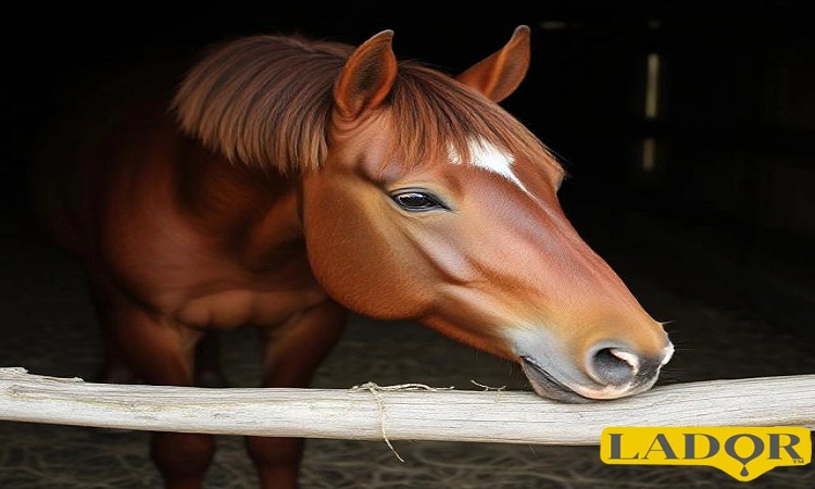 Photo of the article Benefits of proper nutrition for horses