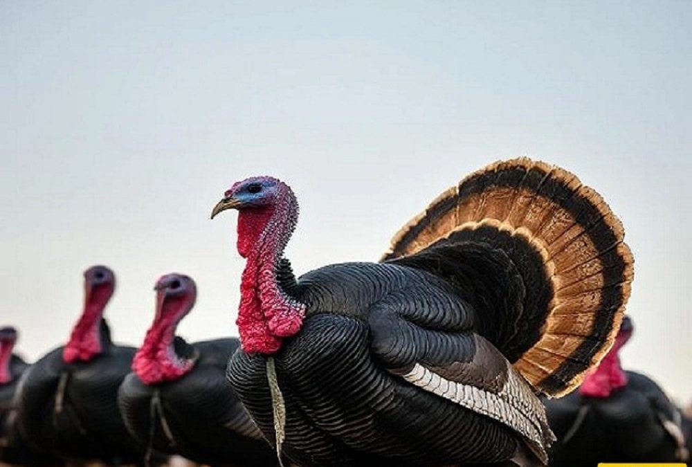 Photo of the article feed for turkey