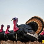 Photo of the article feed for turkey