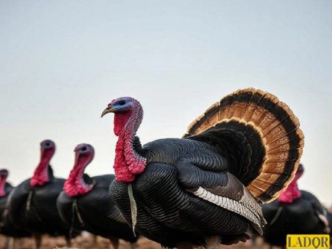 Photo of the article feed for turkey