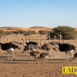 Photo related to the article Oil in the diet of ostriches