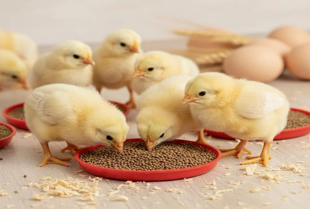 Photo related to the article Pre-starter feed