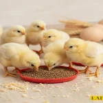 Photo related to the article Pre-starter feed