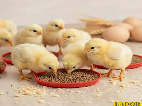 Photo related to the article Pre-starter feed