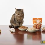 عکس در مورد مقاله پوچ کنسرو و پوچ گربه