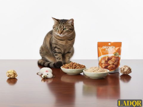 عکس در مورد مقاله پوچ کنسرو و پوچ گربه